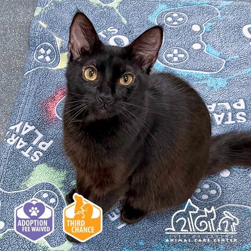 DOROTHY - Domestic Short Hair available for adoption