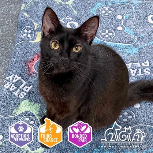 DOROTHY - Domestic Short Hair available for adoption