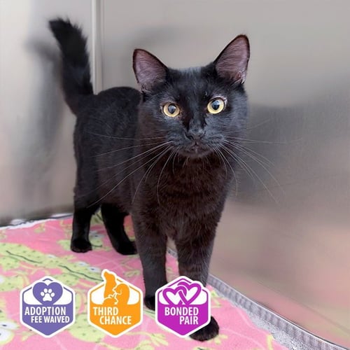 DOROTHY - Domestic Short Hair available for adoption