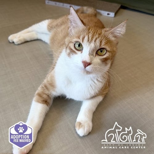 CROISSANT - Domestic Short Hair available for adoption