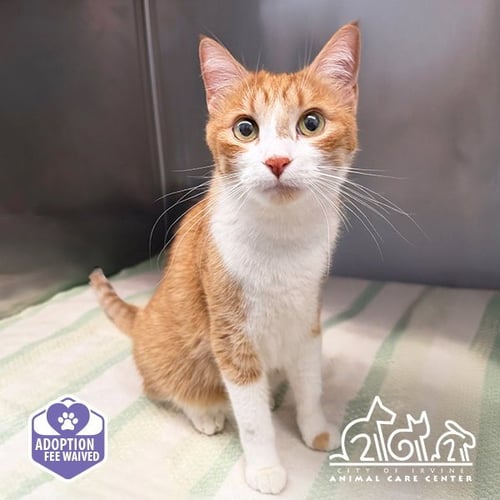 CROISSANT - Domestic Short Hair available for adoption