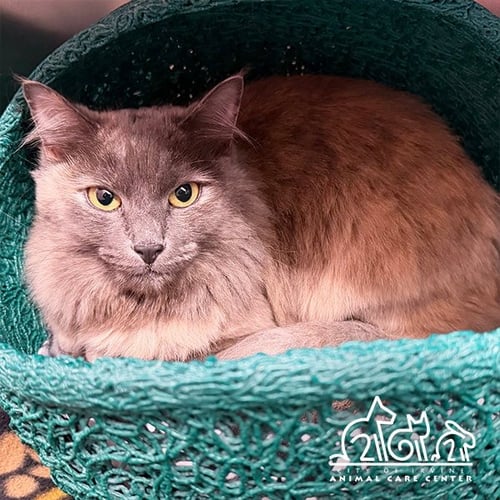 AUTUMN - Domestic Medium Hair for adoption in Irvine
