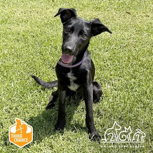DW - Pointer available for adoption