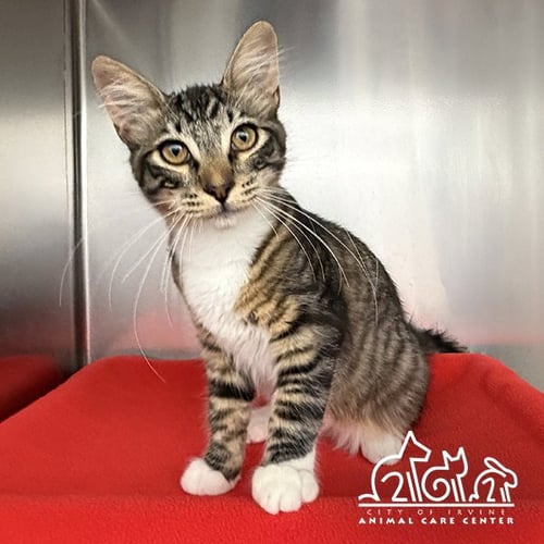MABO - Domestic Short Hair for adoption in Irvine