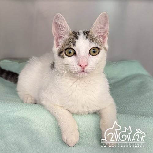YOYO - Domestic Short Hair available for adoption