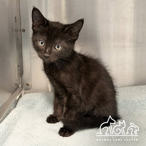 HOWIE - Domestic Medium Hair available for adoption
