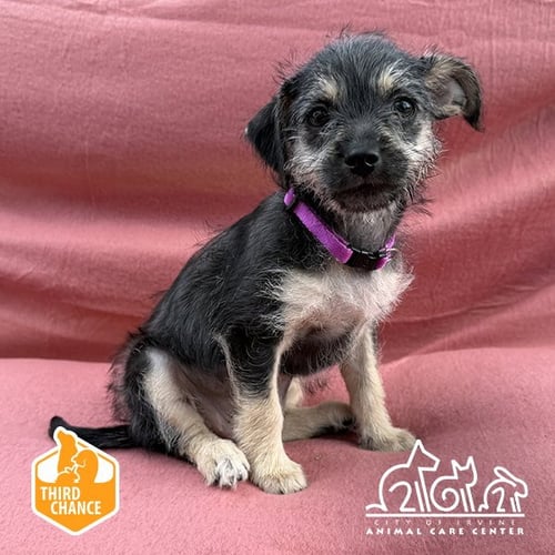 LAINEY - Terrier available for adoption