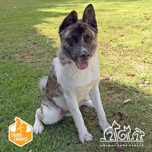 PROVOLONE - Akita for adoption in Irvine
