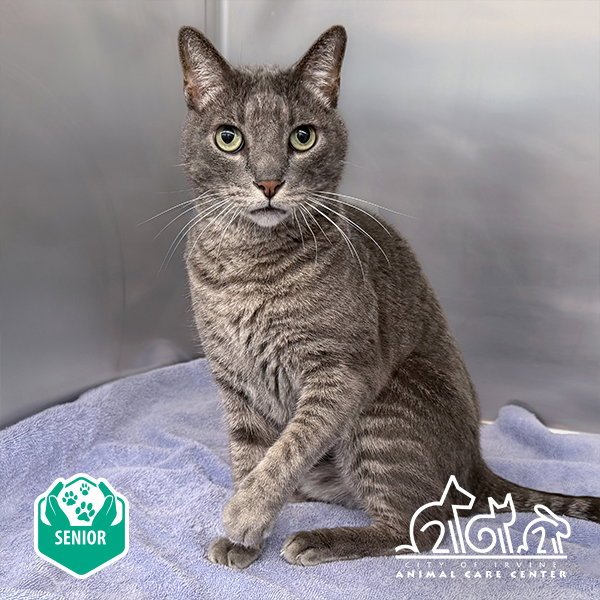 SHADOW Image