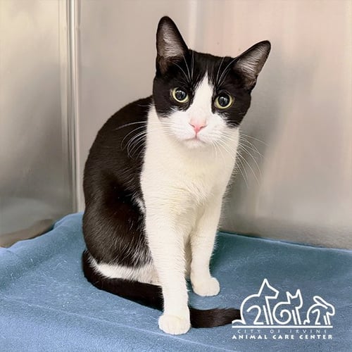 TUX - Domestic Short Hair for adoption in Irvine