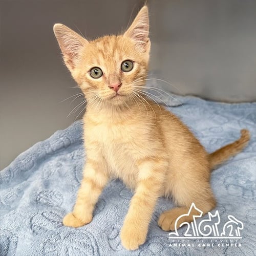 IMANI - Domestic Short Hair for adoption in Irvine