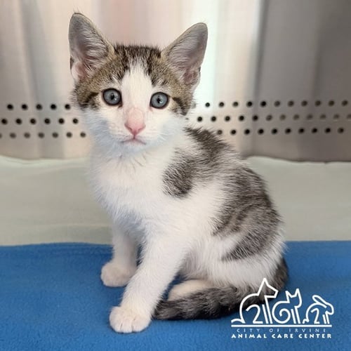 OLEANDER - Domestic Short Hair available for adoption