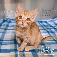 BASIL - Photo 1