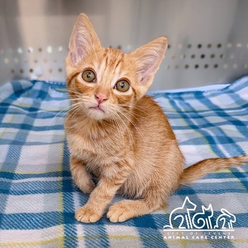 BASIL - Domestic Short Hair available for adoption