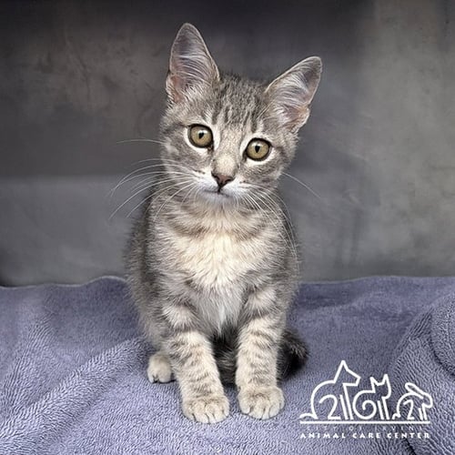 ASH - Domestic Short Hair for adoption in Irvine