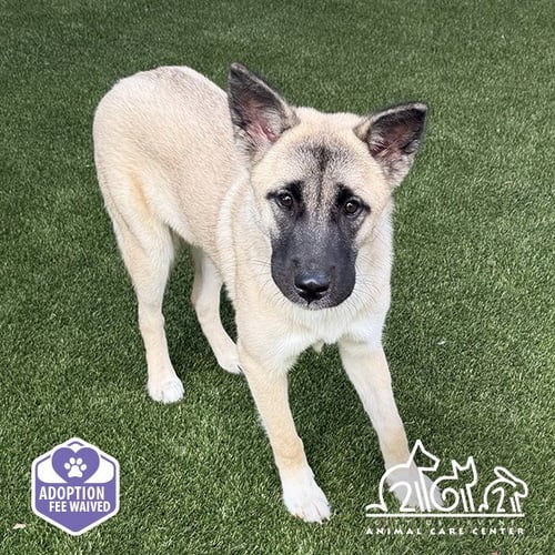 ATHENA - Akita / German Shepherd Dog available for adoption