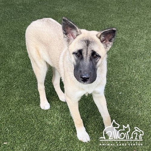 ATHENA - Akita / German Shepherd Dog available for adoption