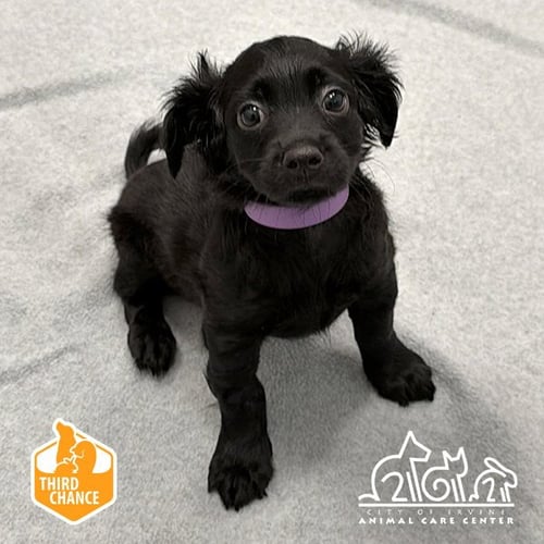 FRANKIE - Chihuahua available for adoption