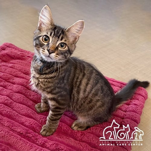 CHAOL - Domestic Medium Hair available for adoption