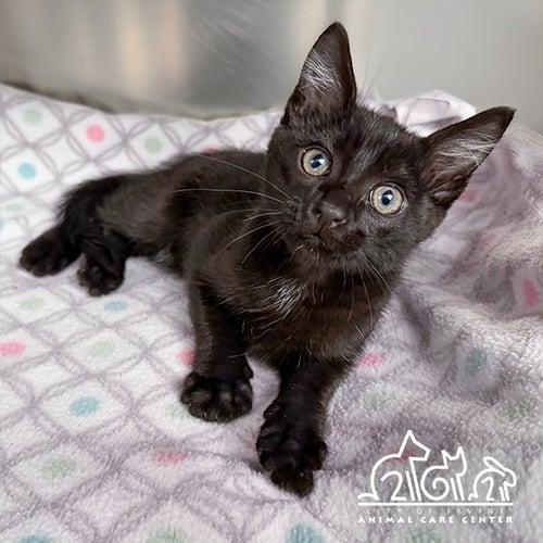 JINX - Domestic Short Hair available for adoption