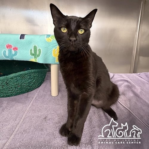 BIGGS - Domestic Short Hair for adoption in Irvine