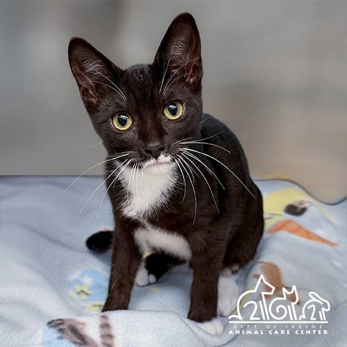 NAHOA - Domestic Short Hair available for adoption