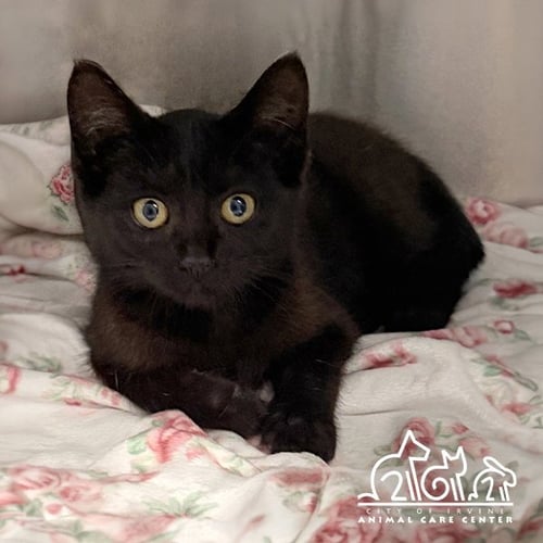 BLISS - Domestic Short Hair for adoption in Irvine