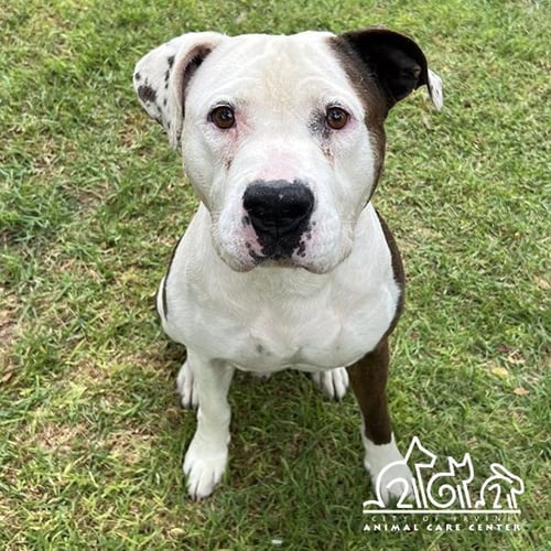 GUS - Pit Bull Terrier for adoption in Irvine