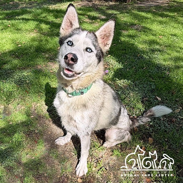HANA - Husky for adoption in Irvine