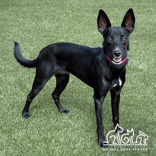RAVEN - Whippet for adoption in Irvine