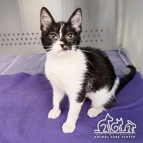 KIKI - Domestic Short Hair available for adoption