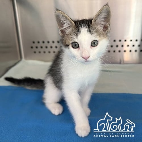 COSMOS - Domestic Short Hair available for adoption