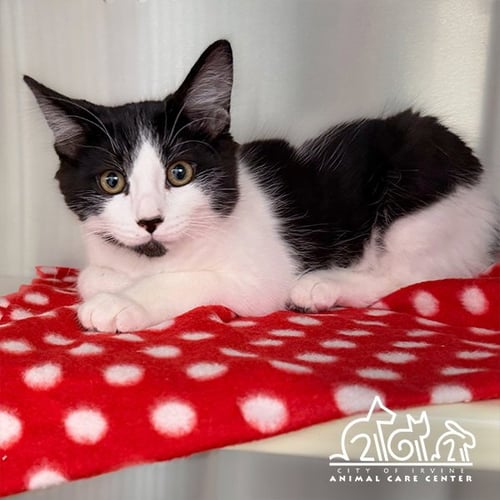 ZORRO - Domestic Short Hair for adoption in Irvine