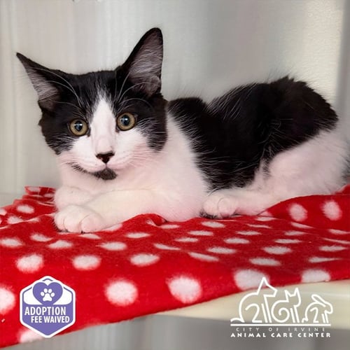 ZORRO - Domestic Short Hair available for adoption