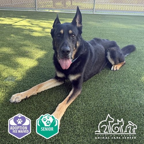 BUBBA - German Shepherd Dog available for adoption