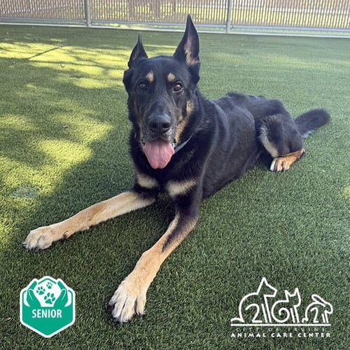 BUBBA - German Shepherd Dog available for adoption