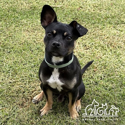 DUGG - Staffordshire Bull Terrier for adoption in Irvine