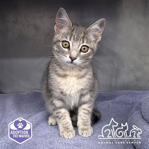 BELLE - Domestic Short Hair available for adoption
