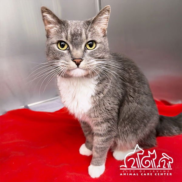 CALI - Domestic Short Hair for adoption in Irvine