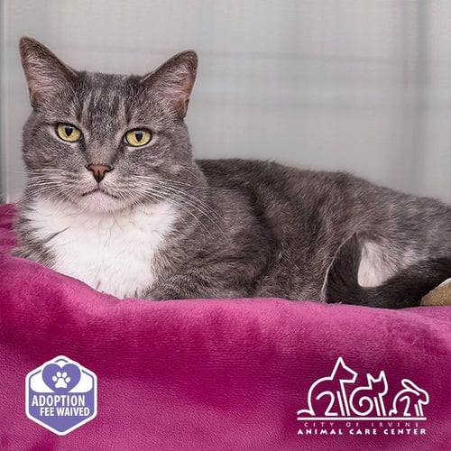 CALI - Domestic Short Hair available for adoption