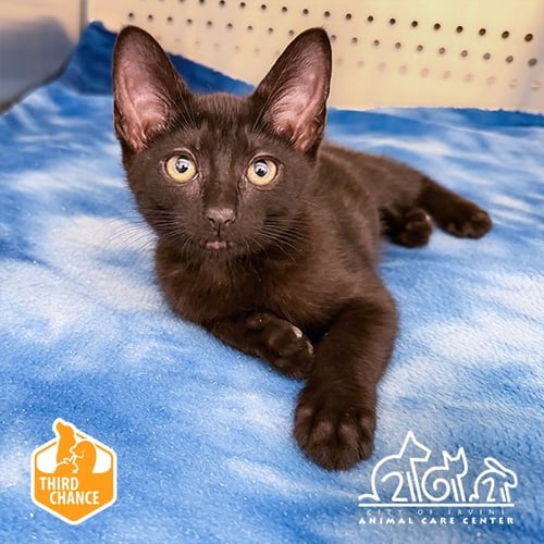 BLUEBERRY - Domestic Short Hair available for adoption