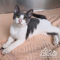 GIZMO - Photo 1