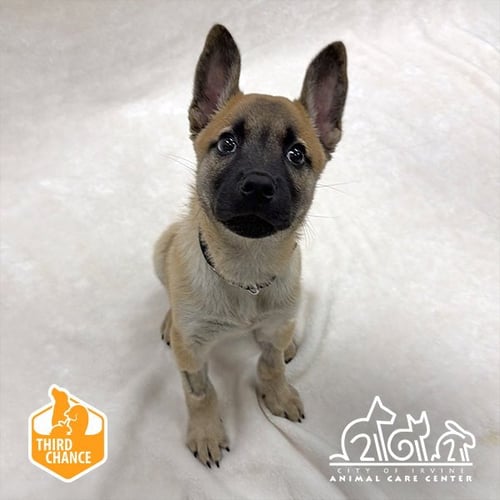 VICTRA - Collie for adoption in Irvine