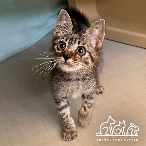 CLOVER - Domestic Short Hair available for adoption
