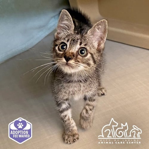 CLOVER - Domestic Short Hair available for adoption