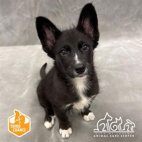 FORTUNE - Husky available for adoption