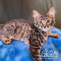 DORIAN - Photo 1