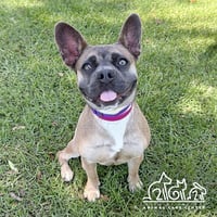 DAISY - Photo 1