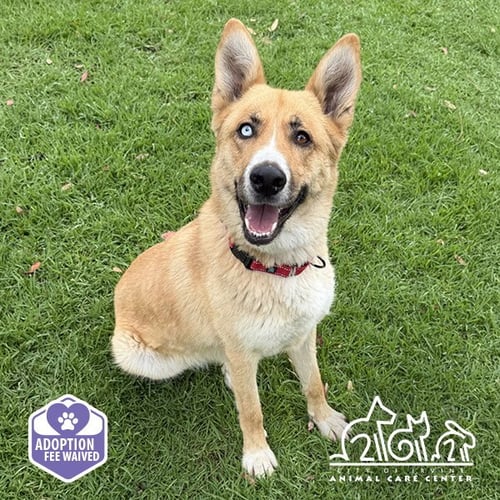 QUINN - German Shepherd Dog available for adoption