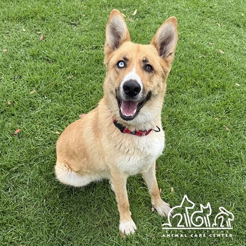 QUINN - German Shepherd Dog for adoption in Irvine
